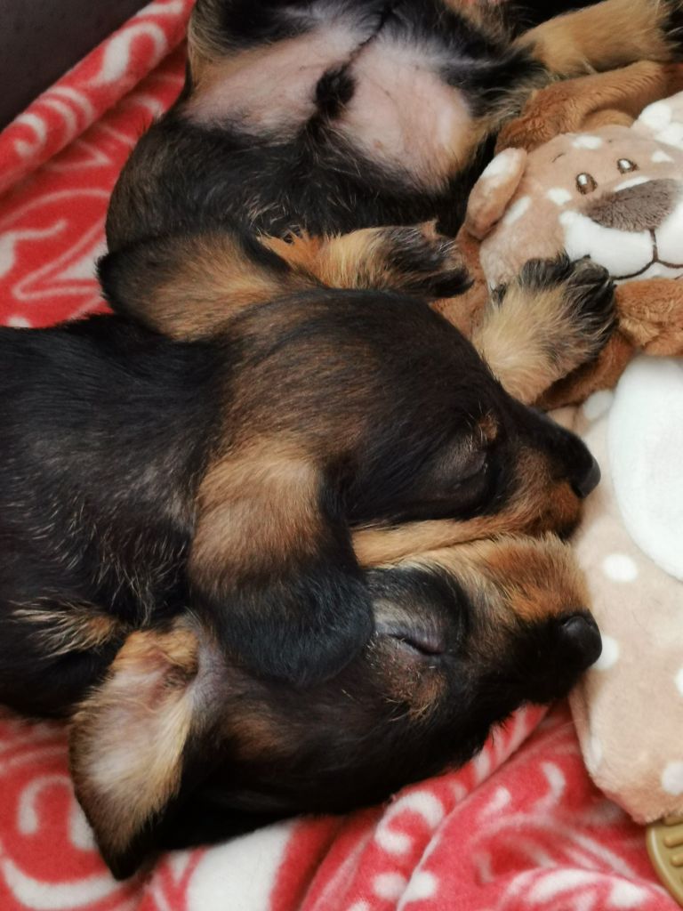 chiot Teckel poil dur De La Plume à Manga